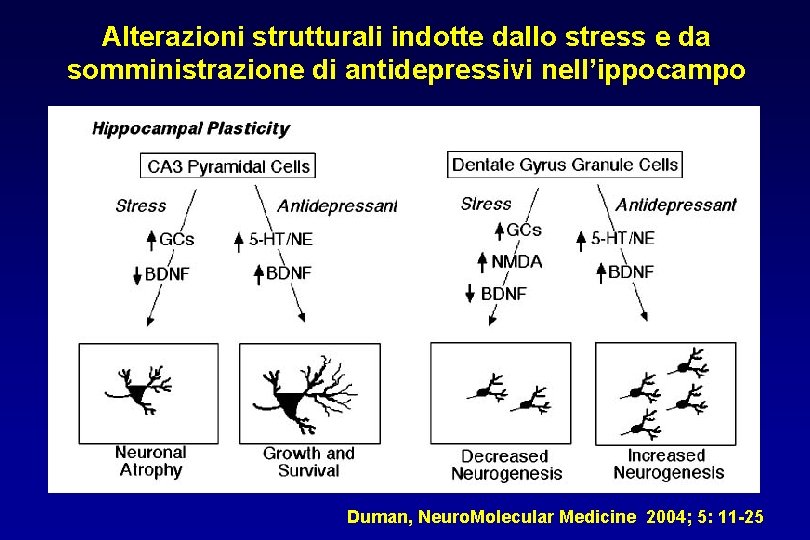 Alterazioni strutturali indotte dallo stress e da somministrazione di antidepressivi nell’ippocampo Duman, Neuro. Molecular