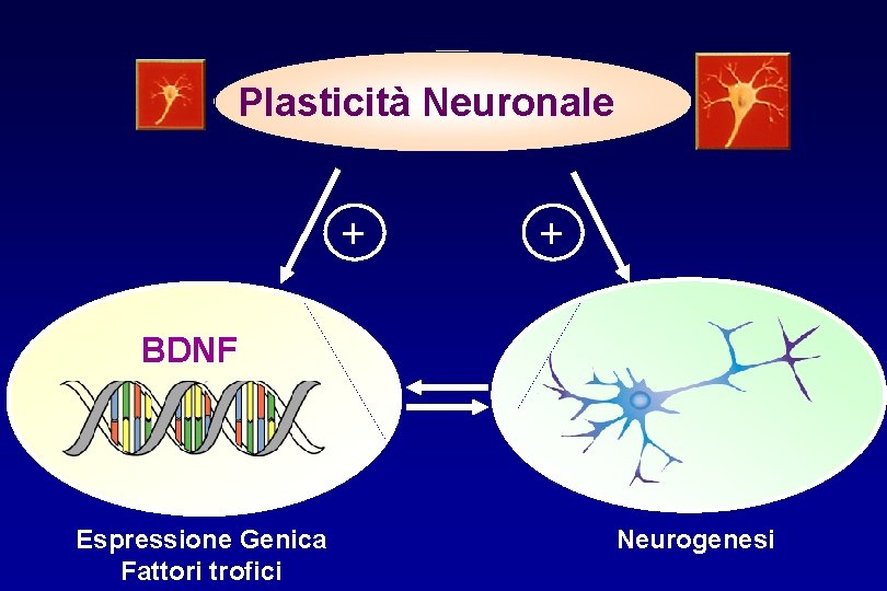 Plasticità Neuronale + + BDNF Espressione Genica Fattori trofici Neurogenesi 