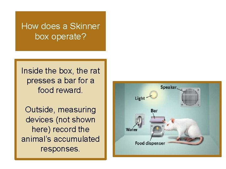 How does a Skinner box operate? Inside the box, the rat presses a bar