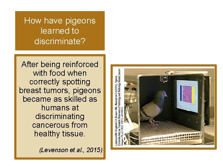 How have pigeons learned to discriminate? After being reinforced with food when correctly spotting