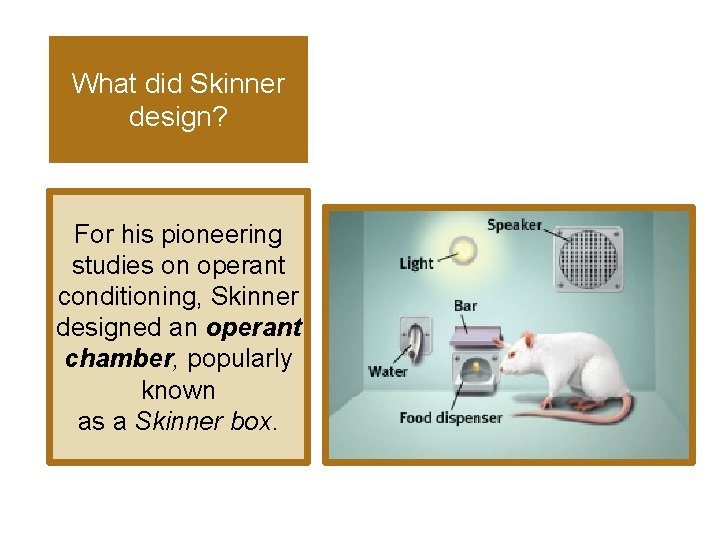 What did Skinner design? For his pioneering studies on operant conditioning, Skinner designed an