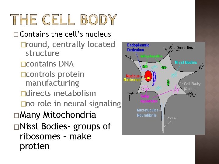 � Contains the cell’s nucleus �round, centrally located structure �contains DNA �controls protein manufacturing