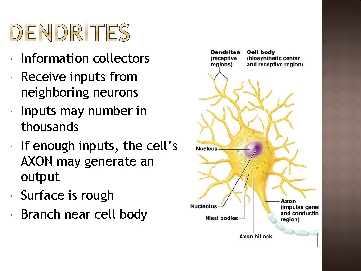  Information collectors Receive inputs from neighboring neurons Inputs may number in thousands If