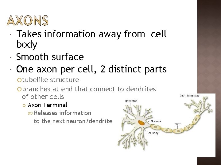  Takes information away from cell body Smooth surface One axon per cell, 2