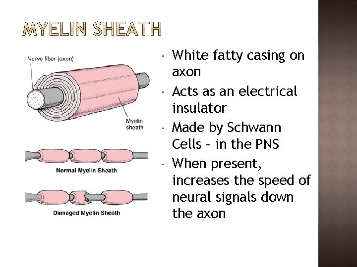  White fatty casing on axon Acts as an electrical insulator Made by Schwann