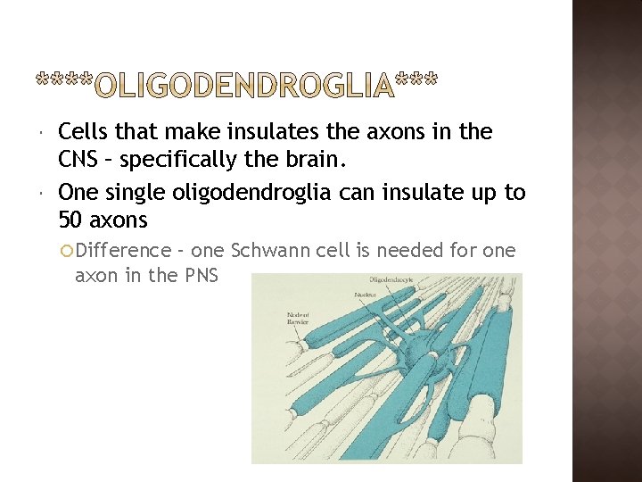  Cells that make insulates the axons in the CNS – specifically the brain.