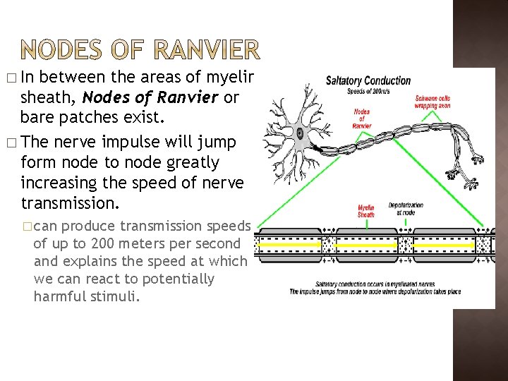 � In between the areas of myelin sheath, Nodes of Ranvier or bare patches