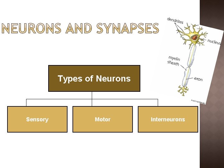 Types of Neurons Sensory Motor Interneurons 