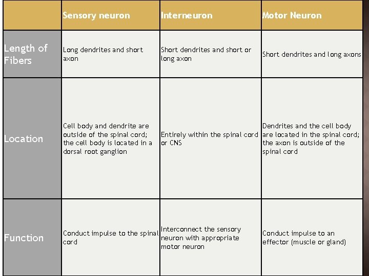 Sensory neuron Interneuron Motor Neuron Length of Fibers Long dendrites and short axon Short
