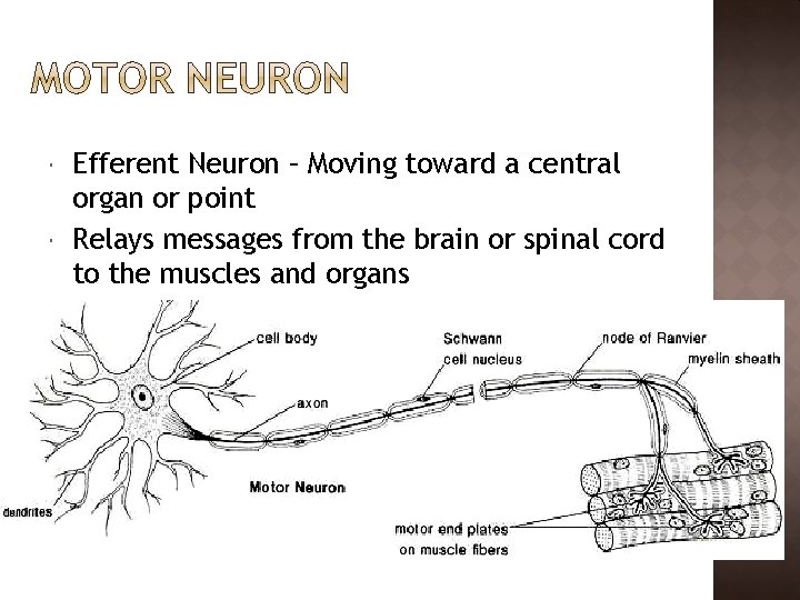  Efferent Neuron – Moving toward a central organ or point Relays messages from