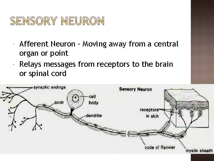  Afferent Neuron – Moving away from a central organ or point Relays messages