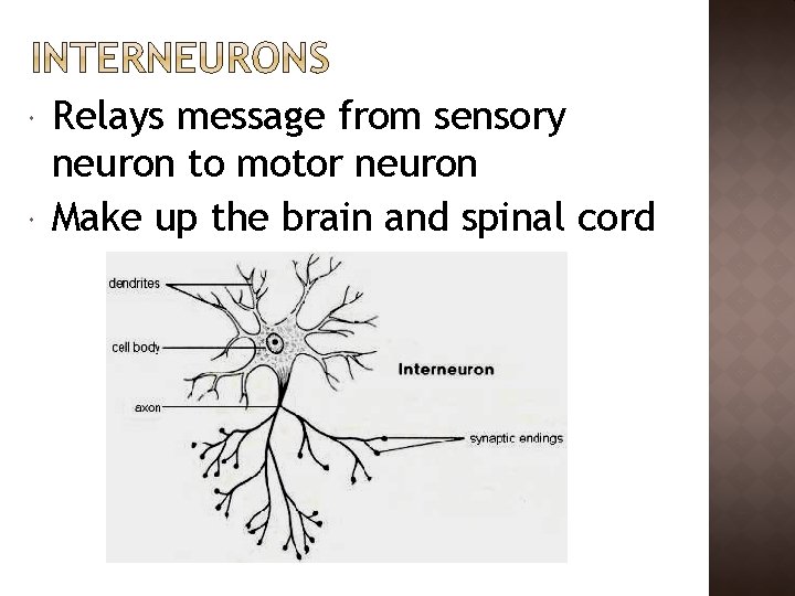  Relays message from sensory neuron to motor neuron Make up the brain and