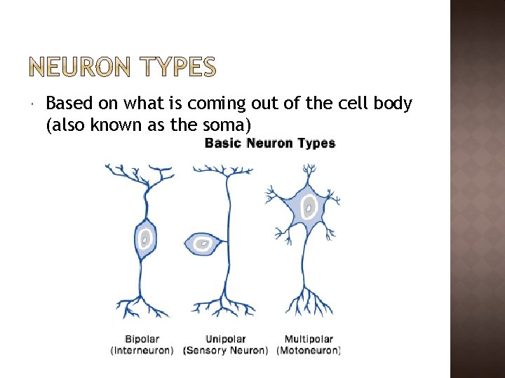  Based on what is coming out of the cell body (also known as