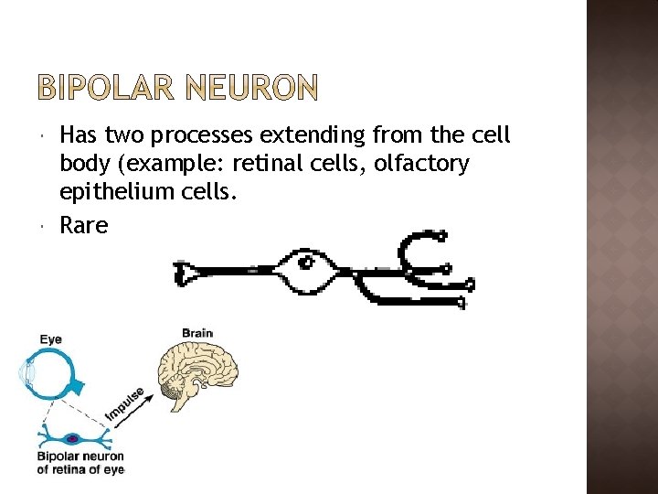  Has two processes extending from the cell body (example: retinal cells, olfactory epithelium