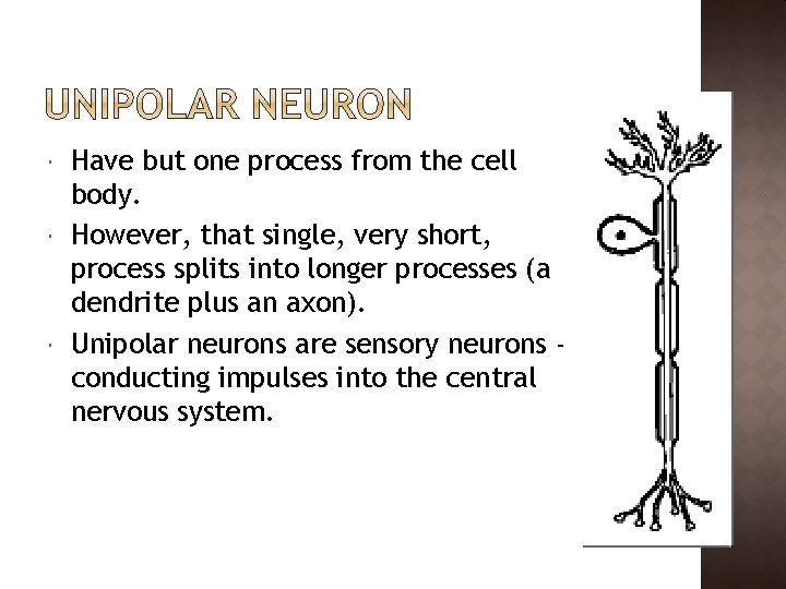  Have but one process from the cell body. However, that single, very short,