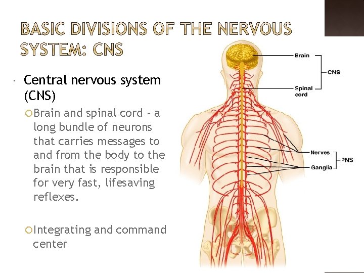  Central nervous system (CNS) Brain and spinal cord - a long bundle of