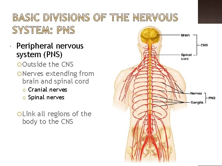  Peripheral nervous system (PNS) Outside the CNS Nerves extending from brain and spinal