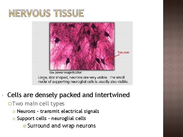  Cells are densely packed and intertwined Two main cell types Neurons – transmit