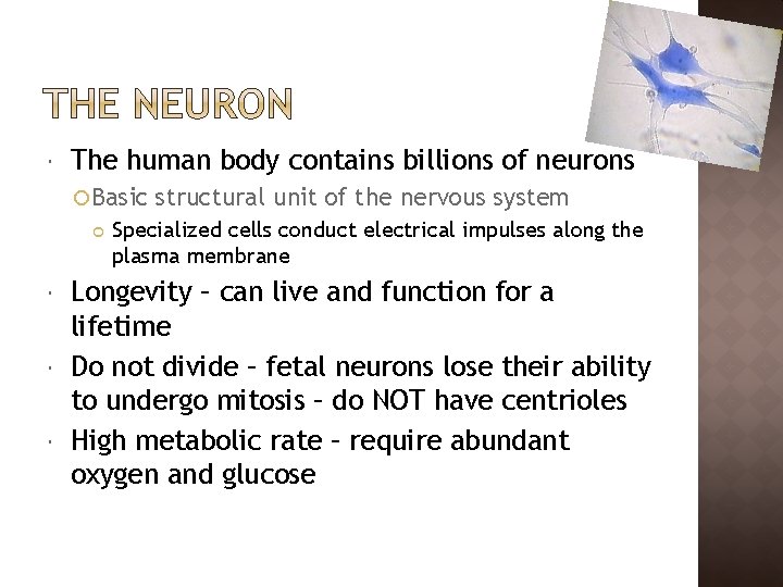  The human body contains billions of neurons Basic structural unit of the nervous