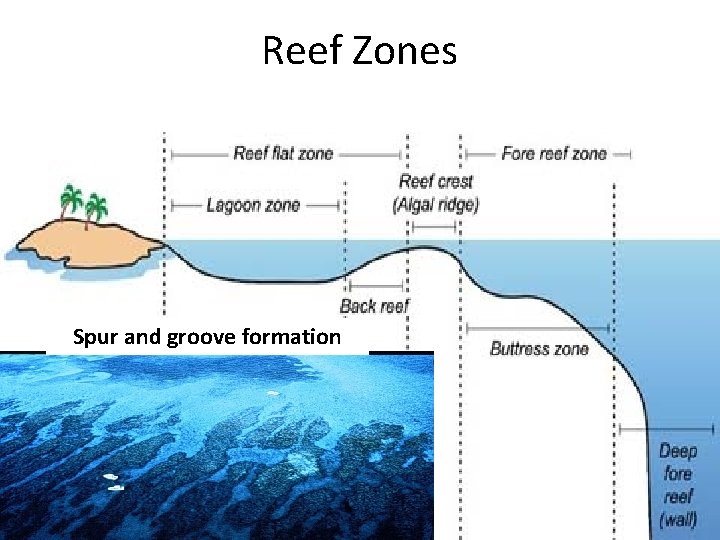 Reef Zones Spur and groove formation 