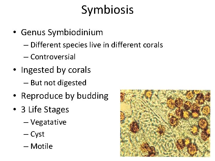 Symbiosis • Genus Symbiodinium – Different species live in different corals – Controversial •