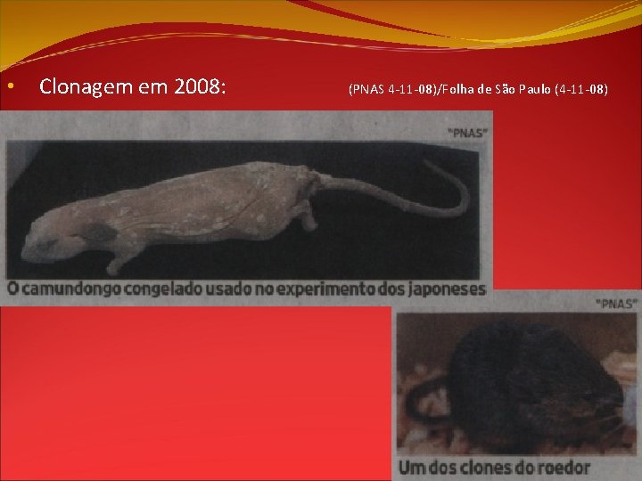  • Clonagem em 2008: (PNAS 4 -11 -08)/Folha de São Paulo (4 -11
