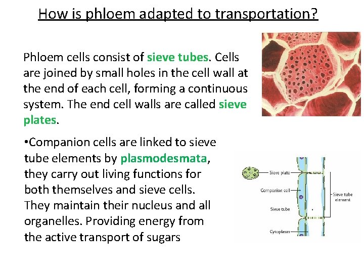 How is phloem adapted to transportation? Phloem cells consist of sieve tubes. Cells are