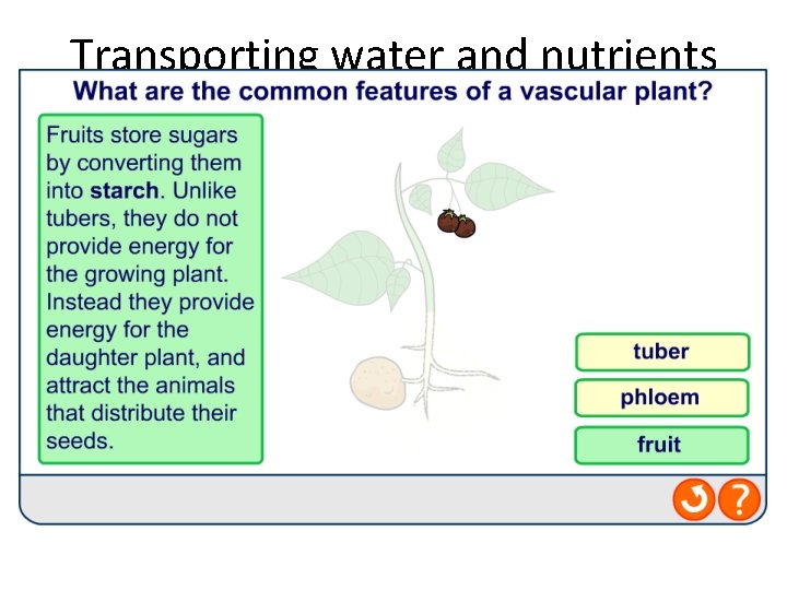 Transporting water and nutrients 