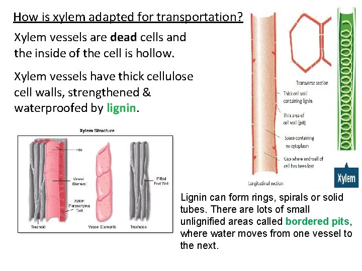 How is xylem adapted for transportation? Xylem vessels are dead cells and the inside