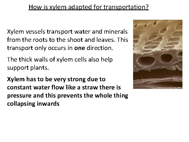 How is xylem adapted for transportation? Xylem vessels transport water and minerals from the