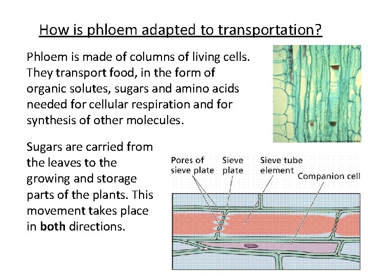 How is phloem adapted to transportation? Phloem is made of columns of living cells.