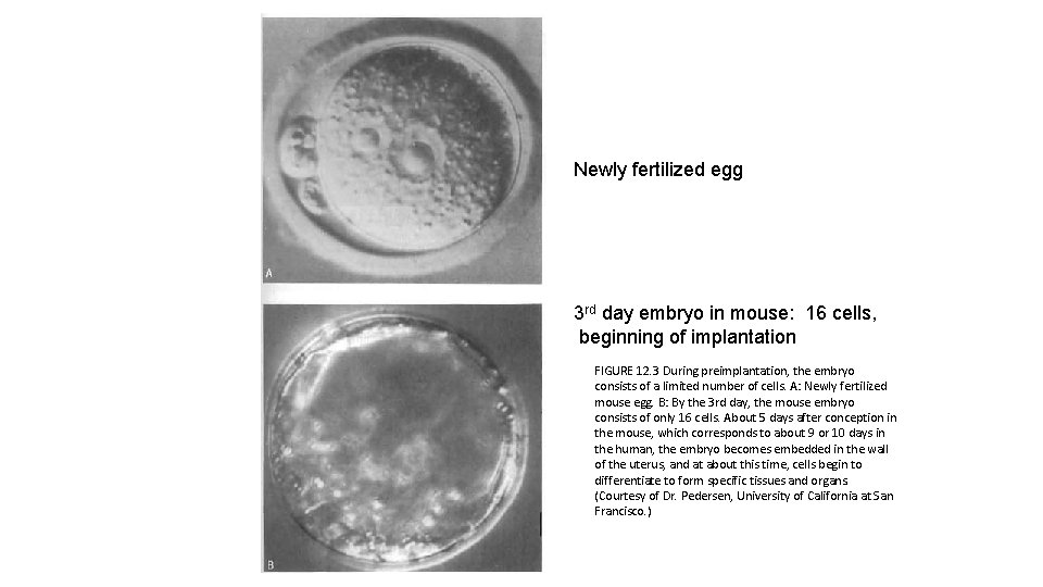 Newly fertilized egg 3 rd day embryo in mouse: 16 cells, beginning of implantation