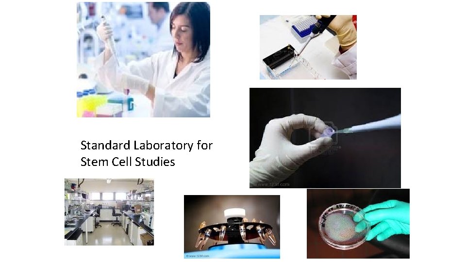 Standard Laboratory for Stem Cell Studies 