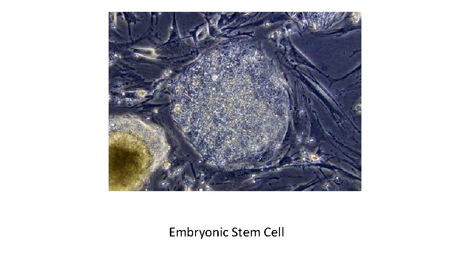 Embryonic Stem Cell 