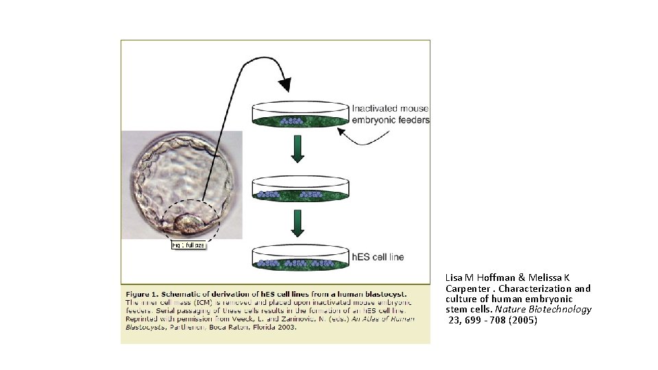 Lisa M Hoffman & Melissa K Carpenter. Characterization and culture of human embryonic stem