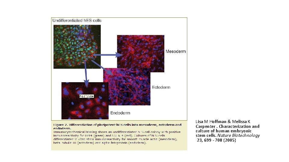 Lisa M Hoffman & Melissa K Carpenter. Characterization and culture of human embryonic stem