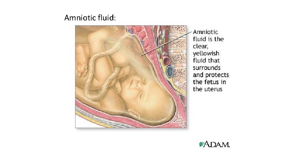 Amniotic fluid: 