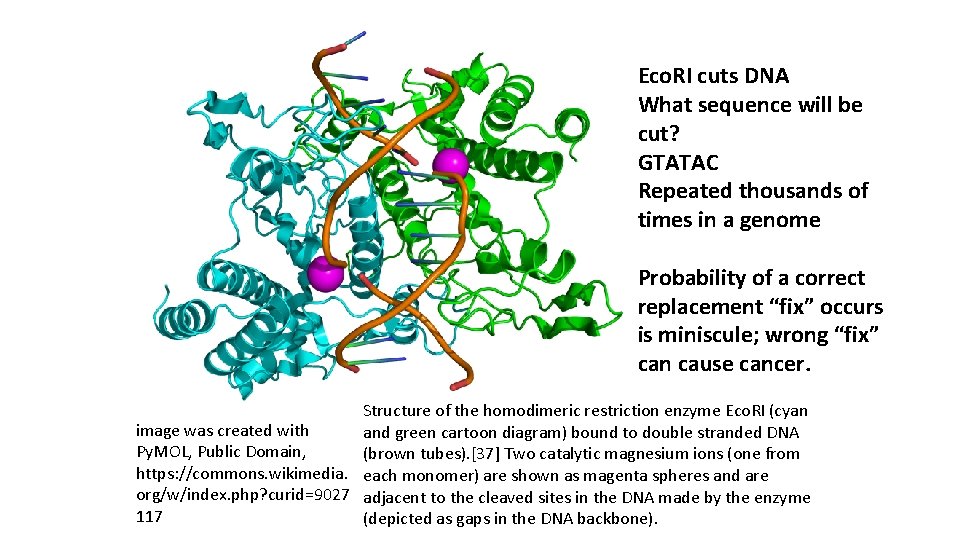 Eco. RI cuts DNA What sequence will be cut? GTATAC Repeated thousands of times