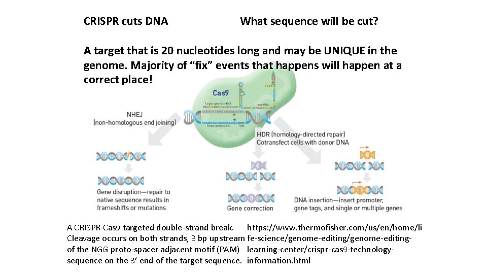 CRISPR cuts DNA What sequence will be cut? A target that is 20 nucleotides