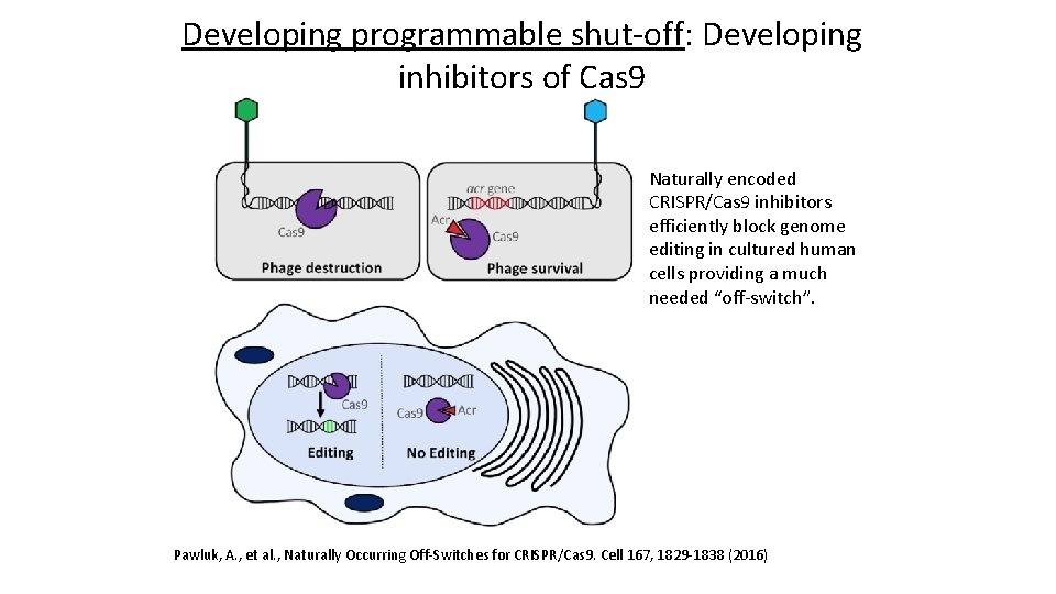 Developing programmable shut-off: Developing inhibitors of Cas 9 Naturally encoded CRISPR/Cas 9 inhibitors efficiently