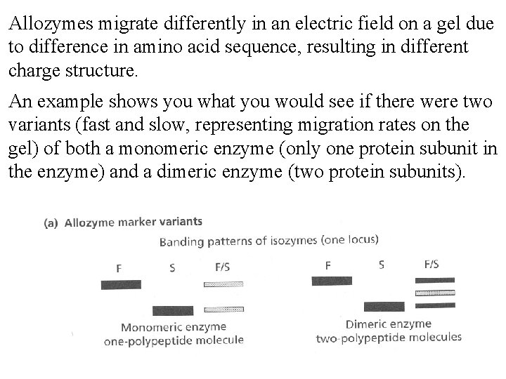 Allozymes migrate differently in an electric field on a gel due to difference in