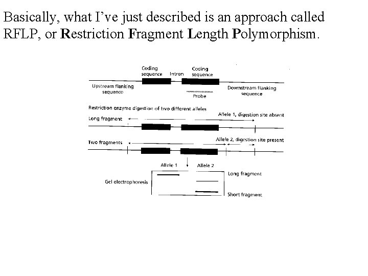 Basically, what I’ve just described is an approach called RFLP, or Restriction Fragment Length