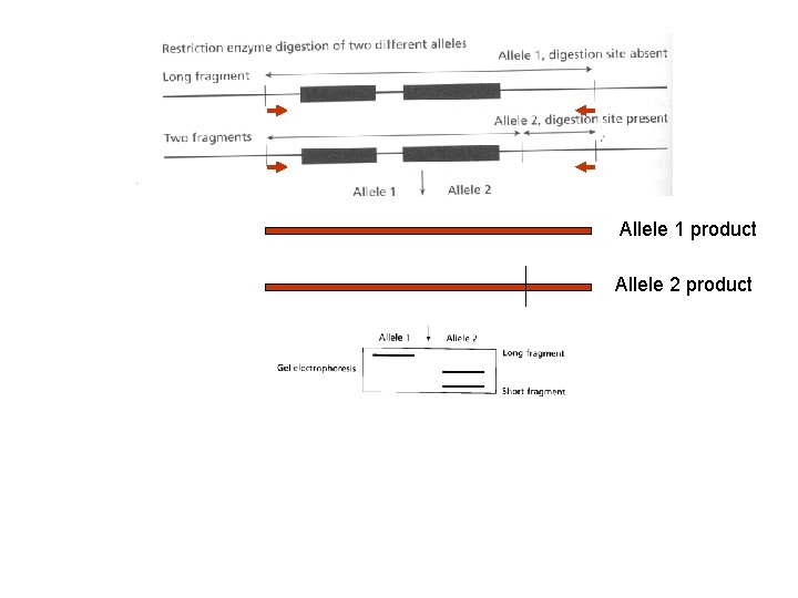 Allele 1 product Allele 2 product 