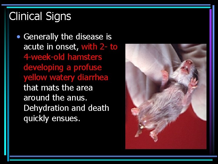 Clinical Signs • Generally the disease is acute in onset, with 2 - to