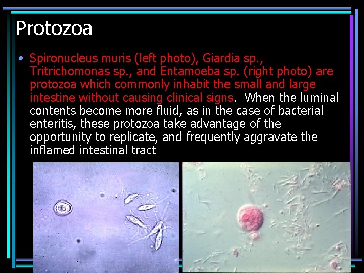 Protozoa • Spironucleus muris (left photo), Giardia sp. , Tritrichomonas sp. , and Entamoeba