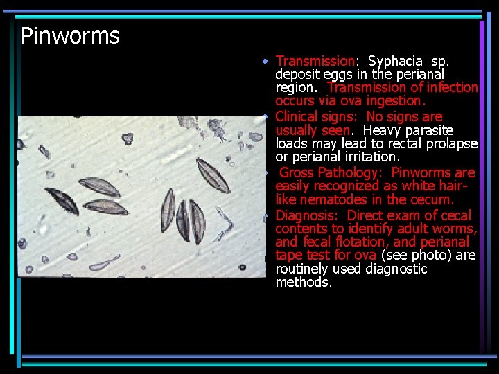 Pinworms • Transmission: Syphacia sp. deposit eggs in the perianal region. Transmission of infection