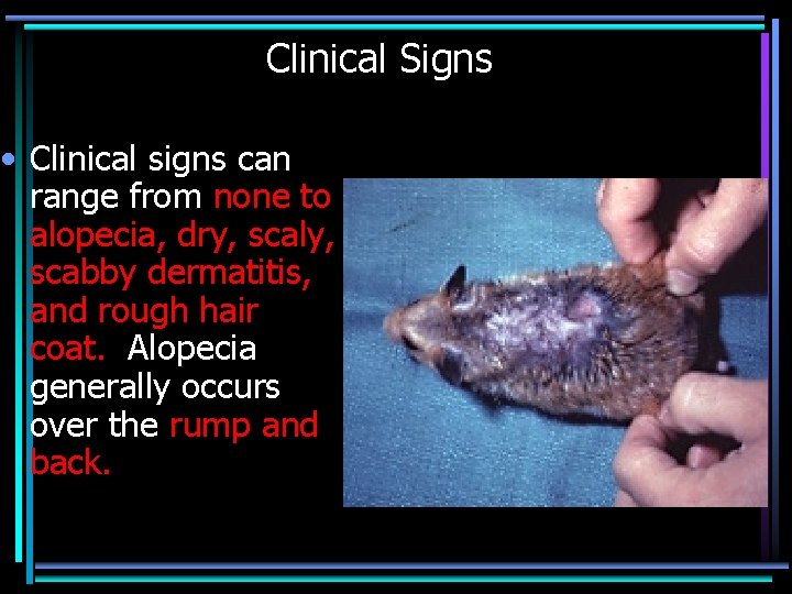 Clinical Signs • Clinical signs can range from none to alopecia, dry, scaly, scabby