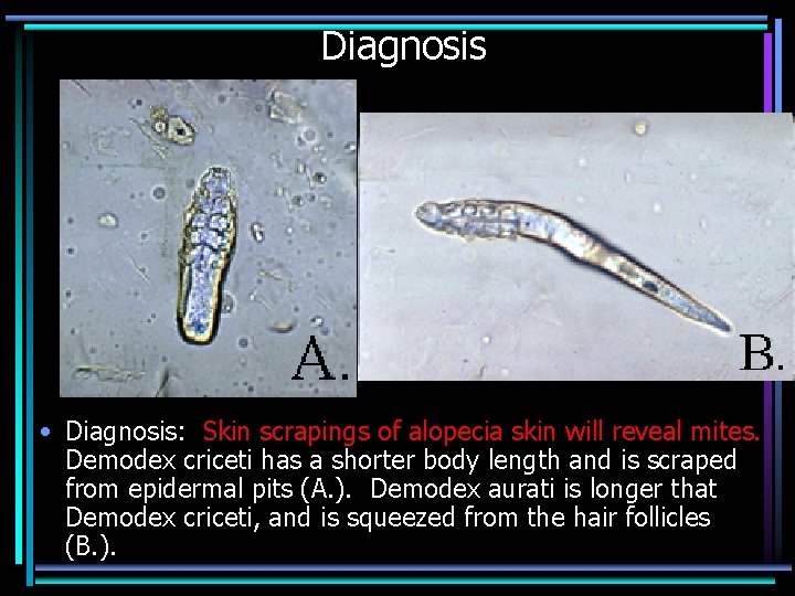 Diagnosis • Diagnosis: Skin scrapings of alopecia skin will reveal mites. Demodex criceti has