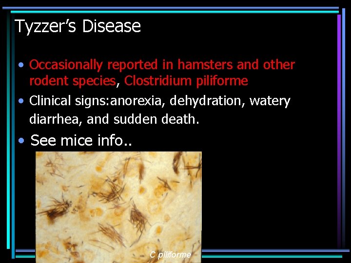Tyzzer’s Disease • Occasionally reported in hamsters and other rodent species, Clostridium piliforme •