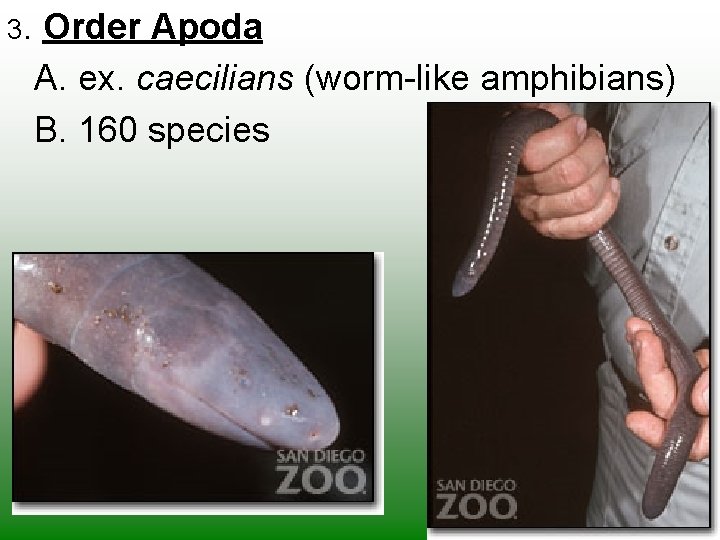 3. Order Apoda A. ex. caecilians (worm-like amphibians) B. 160 species 